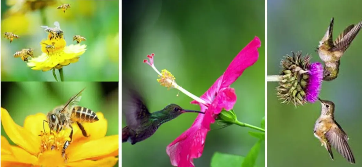 Le voyage du pollen, une grande merveille de la biodiversité